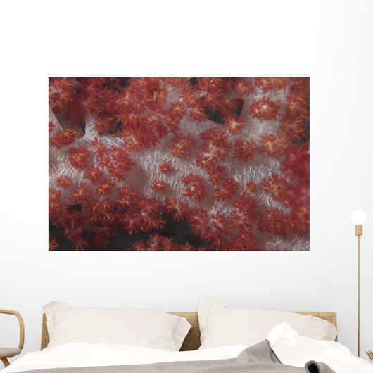 Red Tree Coral Fijian Covered Wall Decal