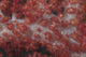 Red Tree Coral Fijian Covered Wall Decal