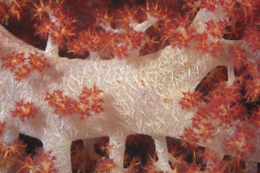 Red Tree Coral Fijian Close-up Wall Decal