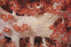 Red Tree Coral Fijian Close-up Wall Decal