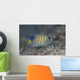 Regal Angelfish Swimming Waters Wall Decal