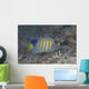 Regal Angelfish Swimming Waters Wall Decal
