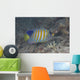 Regal Angelfish Swimming Waters Wall Decal