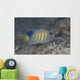 Regal Angelfish Swimming Waters Wall Decal