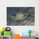 Regal Angelfish Swimming Waters Wall Decal