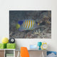 Regal Angelfish Swimming Waters Wall Decal