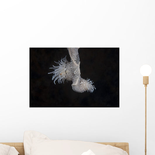 Cup Coral Polyps Hang Dangling Wall Decal
