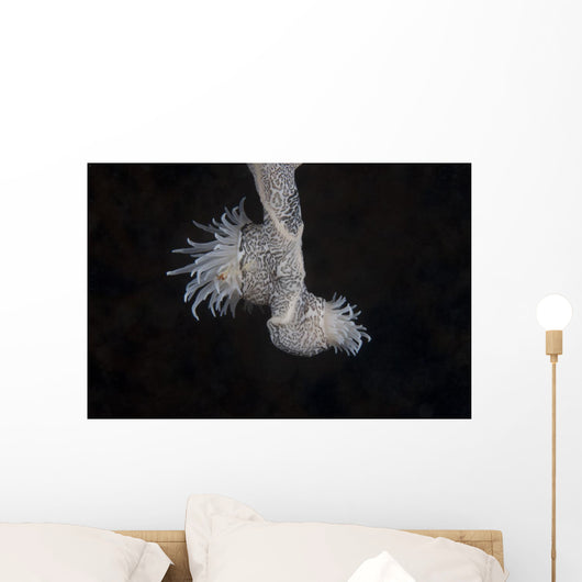 Cup Coral Polyps Hang Dangling Wall Decal