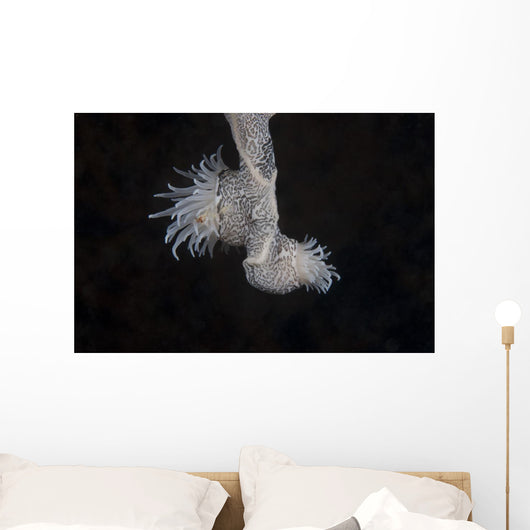 Cup Coral Polyps Hang Dangling Wall Decal