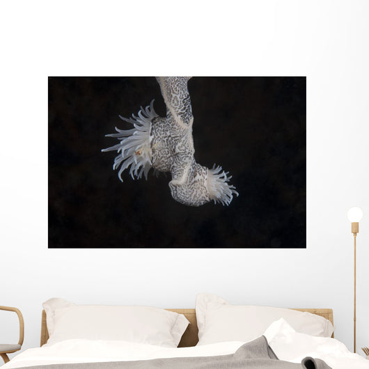 Cup Coral Polyps Hang Dangling Wall Decal
