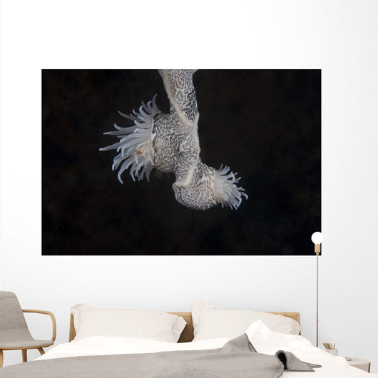 Cup Coral Polyps Hang Dangling Wall Decal