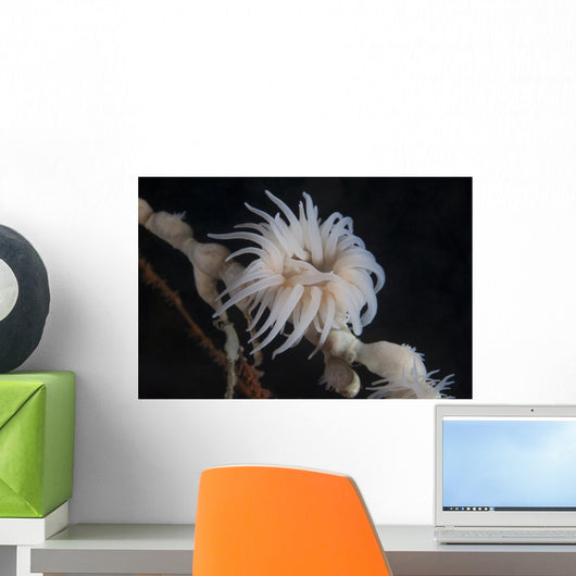 Cup Coral Polyps Hang Waving Wall Decal