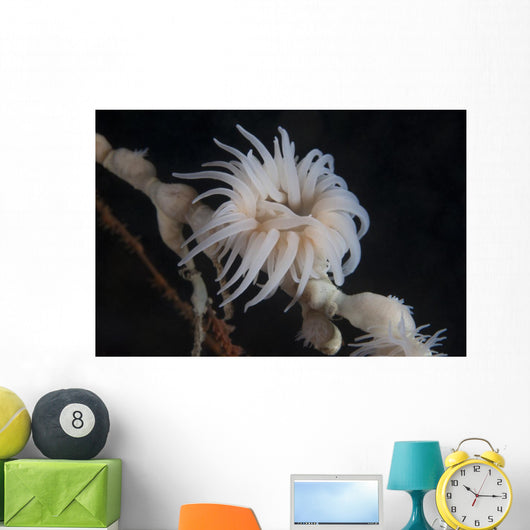 Cup Coral Polyps Hang Waving Wall Decal