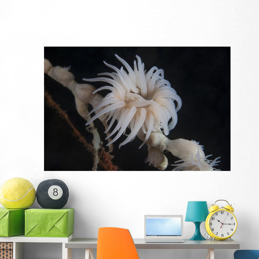 Cup Coral Polyps Hang Waving Wall Decal