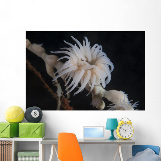 Cup Coral Polyps Hang Waving Wall Decal