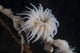 Cup Coral Polyps Hang Waving Wall Decal