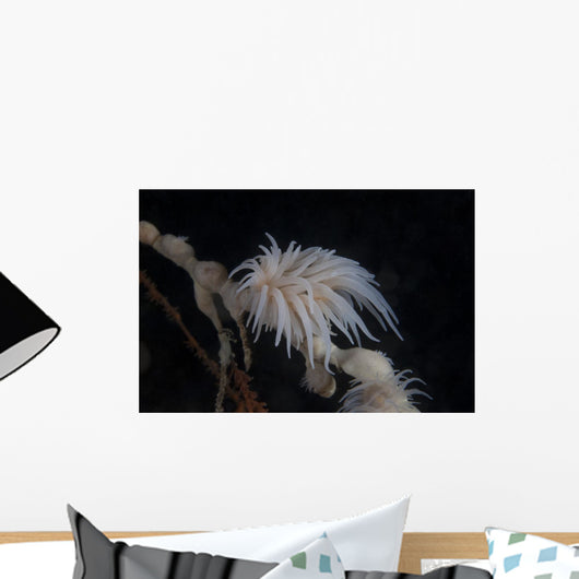 Cup Coral Polyps Hang Drooped Wall Decal