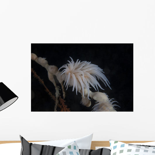 Cup Coral Polyps Hang Drooped Wall Decal