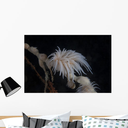 Cup Coral Polyps Hang Drooped Wall Decal