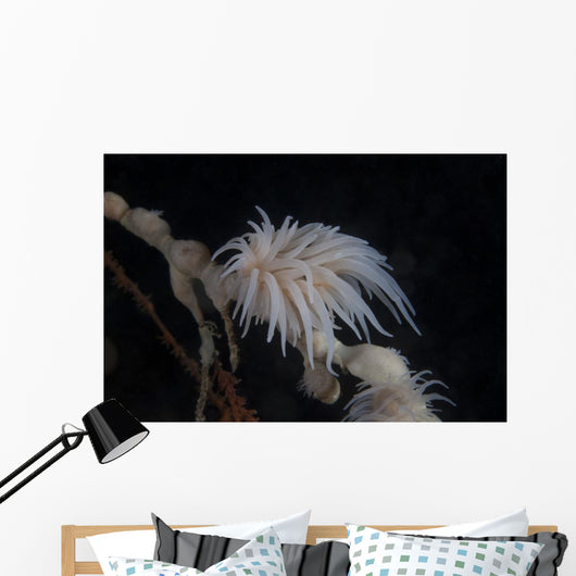 Cup Coral Polyps Hang Drooped Wall Decal