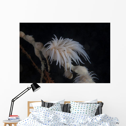 Cup Coral Polyps Hang Drooped Wall Decal