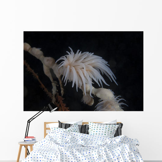 Cup Coral Polyps Hang Drooped Wall Decal