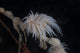 Cup Coral Polyps Hang Drooped Wall Decal