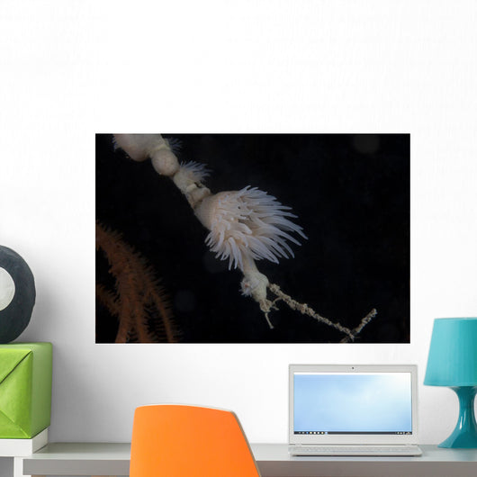 Cup Coral Polyps Hang Small Wall Decal