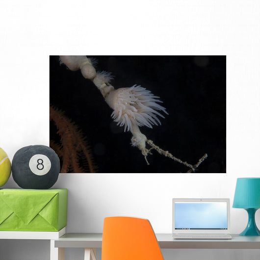 Cup Coral Polyps Hang Small Wall Decal