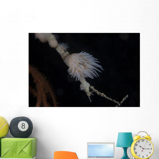 Cup Coral Polyps Hang Small Wall Decal