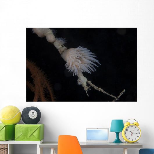 Cup Coral Polyps Hang Small Wall Decal