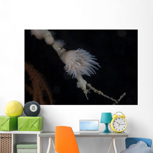 Cup Coral Polyps Hang Small Wall Decal