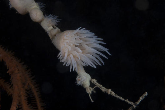 Cup Coral Polyps Hang Small Wall Decal