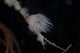 Cup Coral Polyps Hang Small Wall Decal