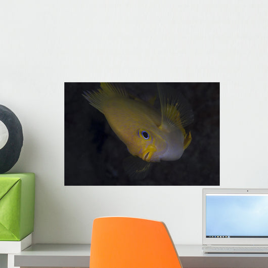 Golden Damselfish Fiji Wall Decal