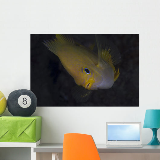 Golden Damselfish Fiji Wall Decal
