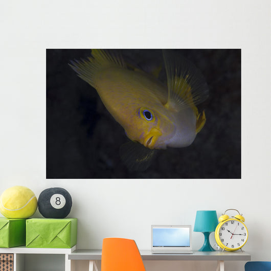 Golden Damselfish Fiji Wall Decal