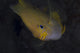 Golden Damselfish Fiji Wall Decal