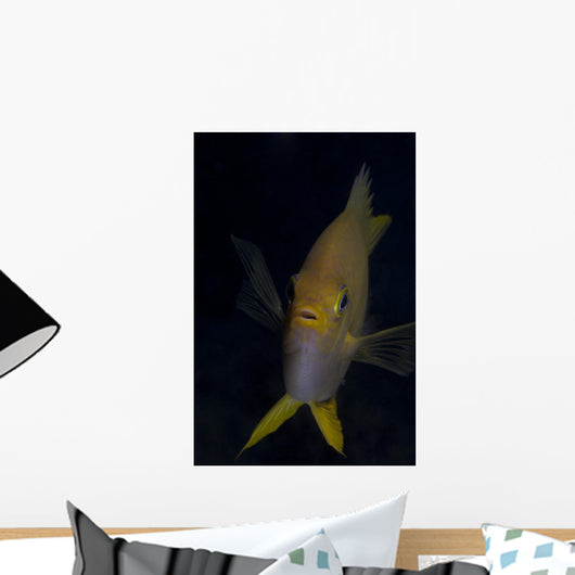 Golden Damselfish Front Fiji Wall Decal