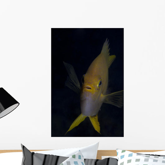Golden Damselfish Front Fiji Wall Decal