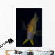Golden Damselfish Front Fiji Wall Decal
