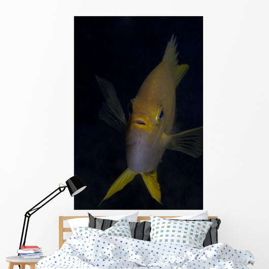 Golden Damselfish Front Fiji Wall Decal