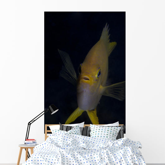 Golden Damselfish Front Fiji Wall Decal