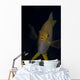 Golden Damselfish Front Fiji Wall Decal