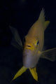 Golden Damselfish Front Fiji Wall Decal