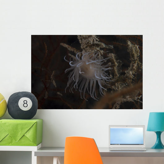 Cup Coral Polyps Hang Swaying Wall Decal