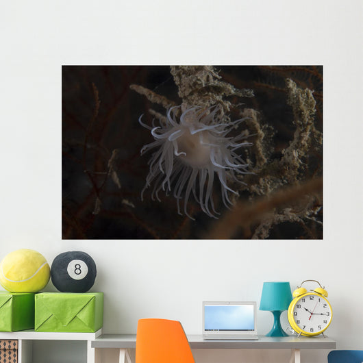 Cup Coral Polyps Hang Swaying Wall Decal