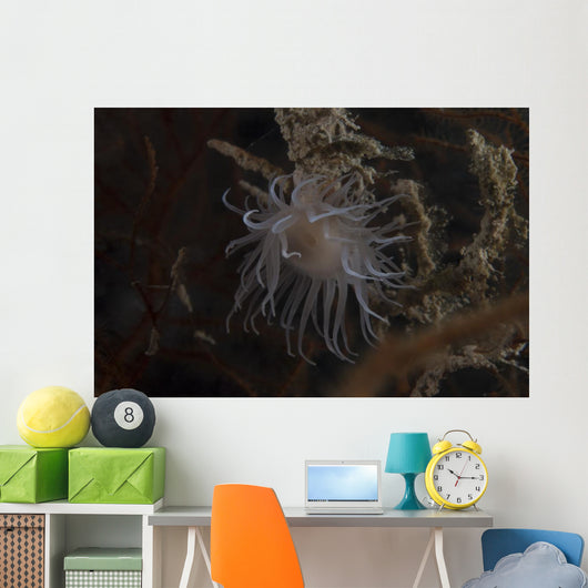 Cup Coral Polyps Hang Swaying Wall Decal