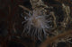 Cup Coral Polyps Hang Swaying Wall Decal