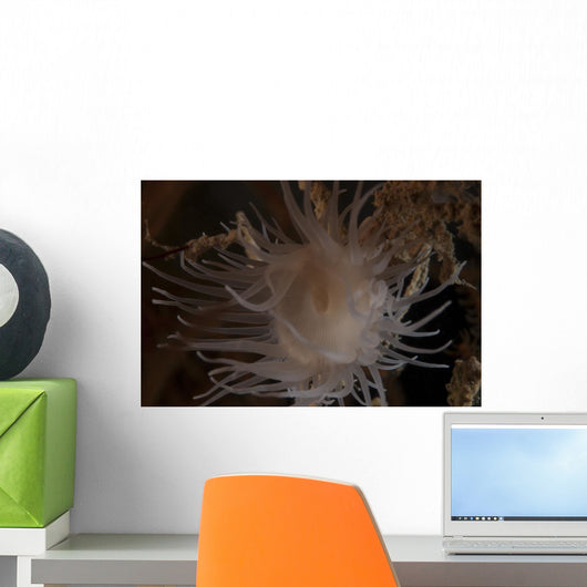 Cup Coral Polyps Hang Close-up Wall Decal